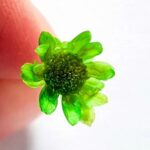 Zielone dodatki dla miłośnika kolorów ziemi