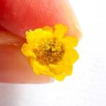 Żółte dodatki prezent